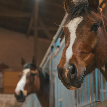 Apartment Marin - Inselhof Fehmarn