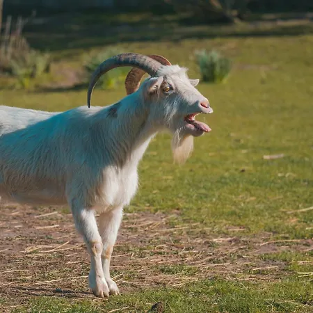 Marin - Inselhof Fehmarn